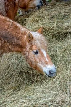 Small brown pony eats hay in the pasture Stock Photos