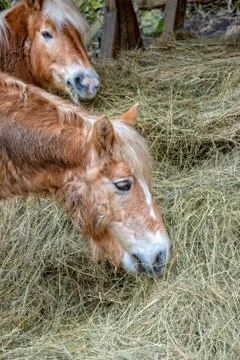 Small brown pony eats hay in the pasture Stock Photos