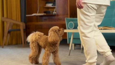 Small brown poodle approaching owner inside cozy living room with soft home Stock Footage 338054969
