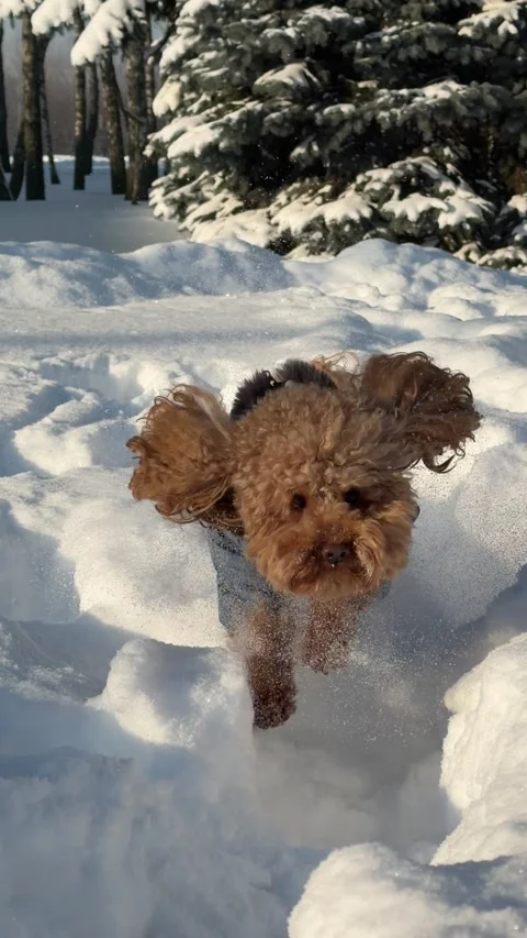 Small brown poodle in blue jacket sitting on deep snow amid sunlit pine and Video stock 346760154
