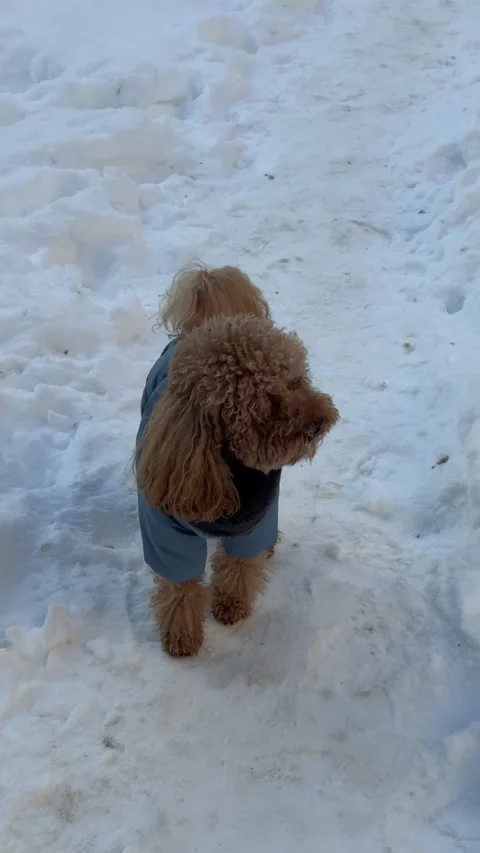 Small brown poodle in blue winter coat pausing on snowy path midsequence Stock Footage 340283935