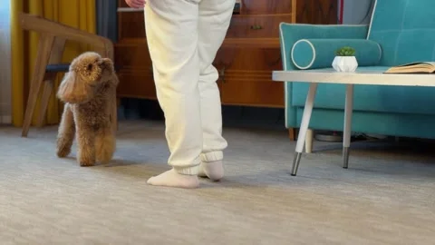 Small brown poodle engaging with person near mid-leg in cozy living room 스톡 동영상 338054951