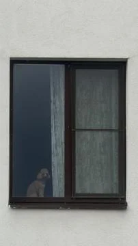 Small brown poodle looking out of a dark window frame set in a textured white 库存照片