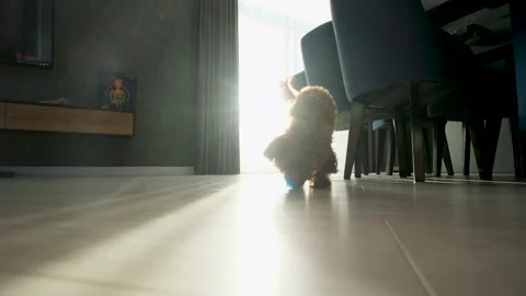 Small brown poodle playing with a blue spiky ball on a sunlit floor in a modern Stock Footage 319632193