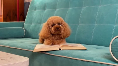 Small brown poodle resting on open book on teal sofa midsequence showing calm Stock Footage 338057641
