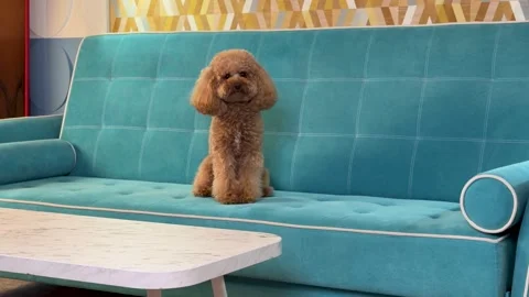 Small brown poodle seated on teal tufted sofa through living room sequence Stock Footage 338063670