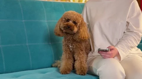 Small brown poodle sitting beside seated person on turquoise sofa through home Vídeos de archivo 338064765