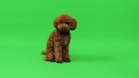 Small brown poodle sitting on green screen, a loyal companion dog Stock Footage 273454796