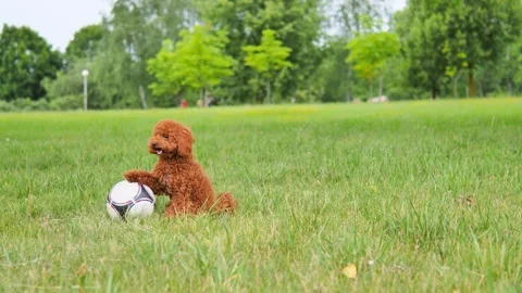 Small brown poodle standing with soccer ball on grass charm of pets thrill of Stock Footage 278118643
