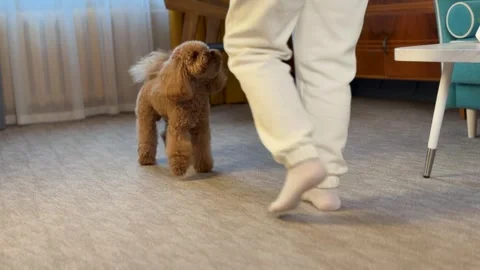 Small brown poodle training interaction in cozy living room progressing from Stock Footage 338055039
