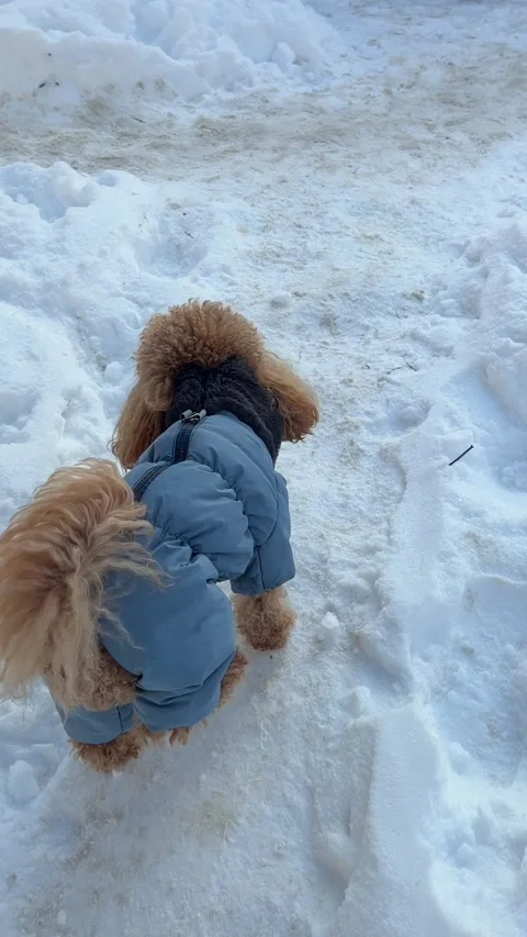 Small brown poodle walking away on snowy path wearing blue padded jacket and Stock Footage 340284213