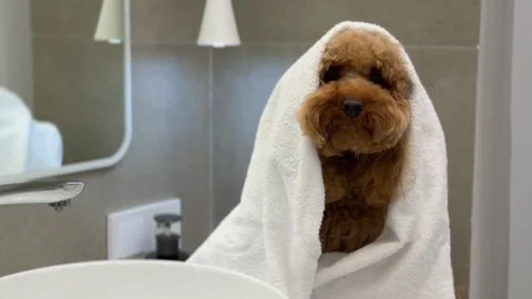 Small brown poodle wrapped in towel during post-bath drying routine Stock Footage 338055213