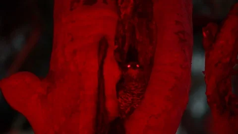 Small brown Powerful owl sits on a tree fork. Stock Footage 107182658