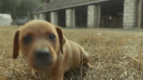 Small brown puppy with floppy ears lies on dry grass, then crawls forward and Vídeo Stock 332724372