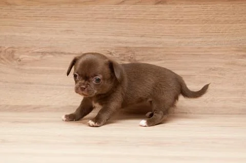 Small brown puppy Stock Photos