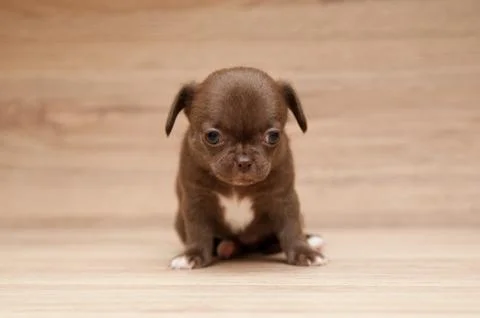 Small brown puppy Stock Photos