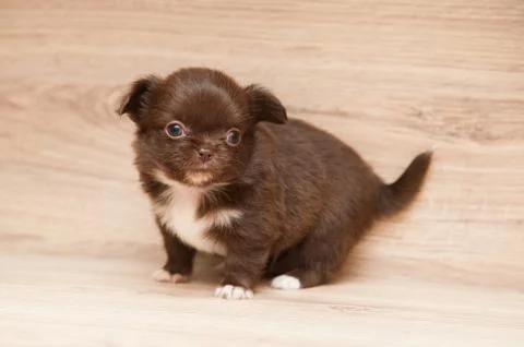 Small brown puppy Stock-Fotos