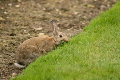Small brown rabbit eats green grass on the field Stock Photos