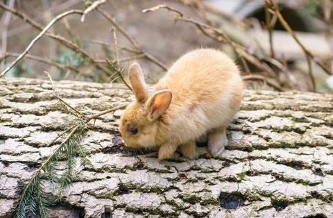 Small Brown Rabbit Exploring Forest Floor on Tree Bark with Natural Light 写真素材