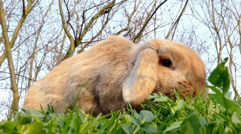 Small brown rabbit looking for fodder in the garden Stock Footage 62680461