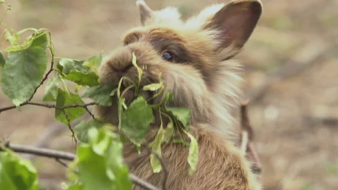A small brown rabbit nibbling on a twig Stock Footage 130420304