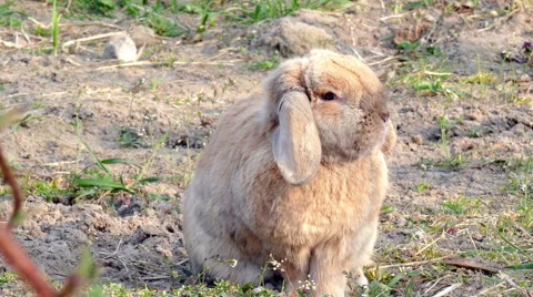 Small brown rabbit running in garden Stock Footage 62679395
