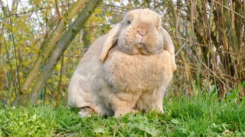 Small brown rabbit sitting in the grass and looking around Stock Footage 62680741