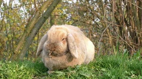 Small brown rabbit sitting in the grass and eats Stock Footage 62680847