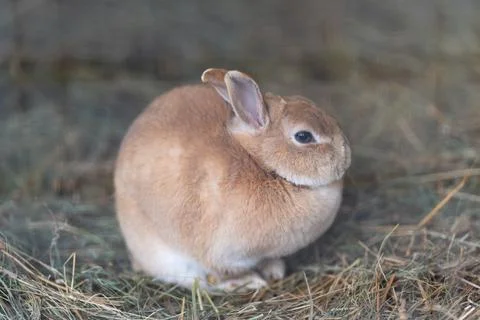 Small brown rabbit sitting on hay, clear eye, fluffy silhouette, studiofriend Stock Photos