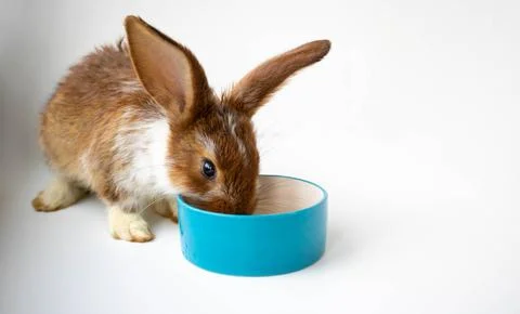 A small brown rabbit with white spots eats from a blue bowl. Easter celebrati Stock Photos