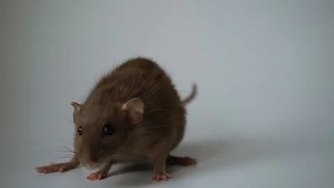 A small brown rat washes its paws on a white background. Slow motion Stock Footage 207418130