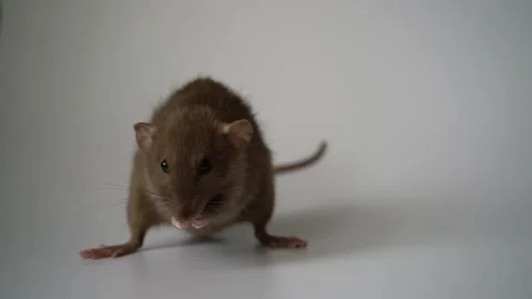 A small brown rat washes its paws on a white background. Slow motion Stock Footage 207418151