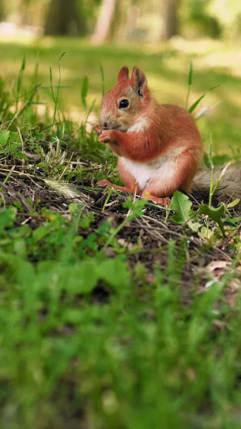 A small brown rodent explores the ground, searching for food amid green grass Vídeos de archivo 316310514