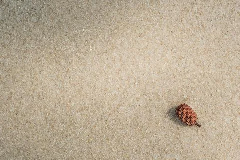 Small Brown Seed Pod on Sandy Beach Texture Background Stock Photos