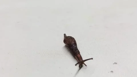 Small Brown Slug Crawling on a Plain White Surface Stock Footage 333919619