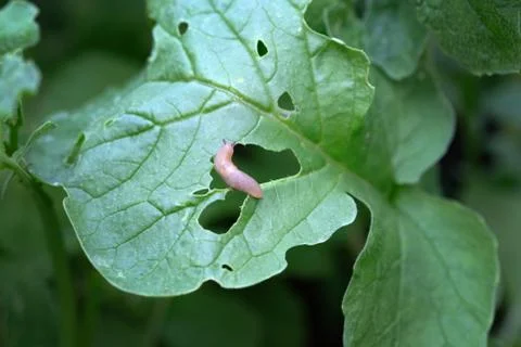 A small brown slug eats the leaves of the plant. Foto stock