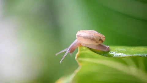 A small brown snail clings to a leaf in the garden. Stock Photos