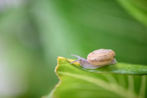 A small brown snail clings to a leaf in the garden. Stock Photos