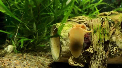Small brown snail is crawling on a log in a fish tank Stock Footage 304439004