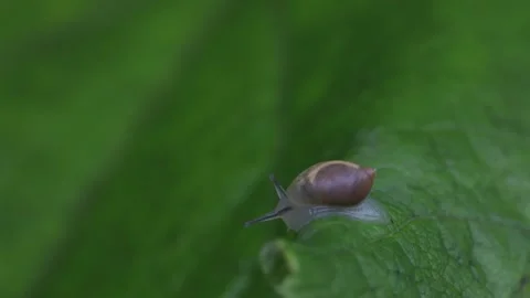 Small brown snail crawling over edge of large green leaf Stock Footage 280170298