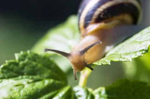 Small brown snail on a green leaf Stock Photos