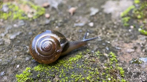 A small brown snail moves slowly on a mossy rock. Stock Footage 263700575