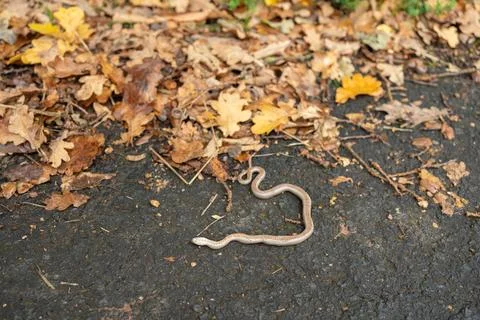 Small brown snake lying on dark road surface, autumn wildlife photography close Foto stock