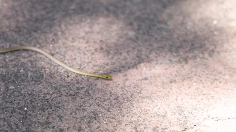 Small Brown Snake Slithering Across Asphalt Pavement in Australia 動画素材 331275331