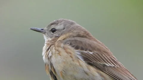 Small brown songbird singing in close portrait, buff chest and fine beak on Видео 333776574