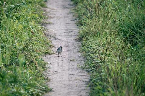 A small brown sparrow-like bird on a path among the lush green grass. Stock Photos