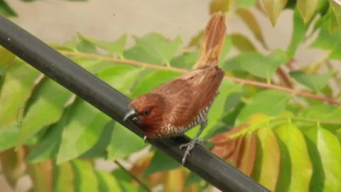 Small Brown Sparrow Bird Perched on Wire with Green Natural Background Stock Footage 324707171
