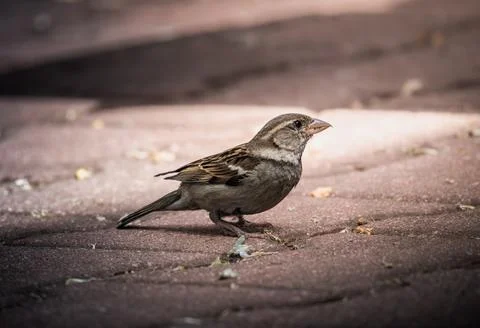 A Small Brown Sparrow Perched on Brick Pavement During the Day Stock Photos