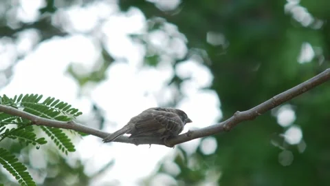 Small Brown Sparrow Perched on a Thin Branch Stock-Footage 332831604