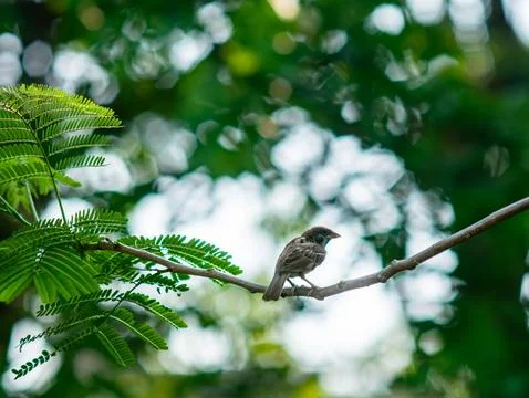 Small Brown Sparrow Perched on a Thin Branch Surrounded by Lush Green Bokeh.. 写真素材